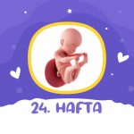 24. hafta gebelik